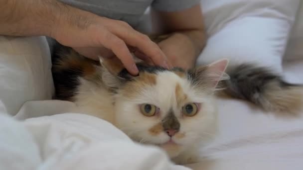 Ruka Hladí Tříbarevnou Kočku Přikrývce Časném Ránu — Stock video