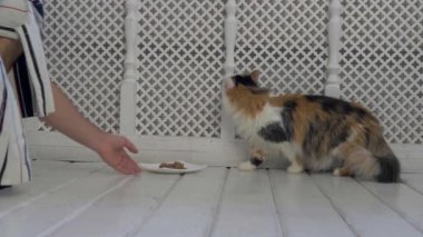Bir adam sabahları bir kediyi besler. Kedi mamasıyla beyaz bir tabak sunar.