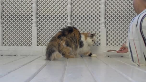 Homme Nourrit Chat Matin Sert Une Assiette Blanche Avec Nourriture — Video