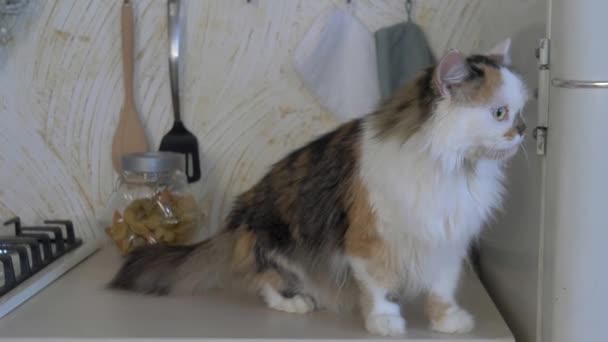 Gato Cocina Camina Sobre Las Mesas Lado Del Refrigerador Por — Vídeos de Stock