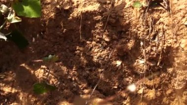 Çamur hızlanır. Kaya gibi. Turun heyelan kayması. Güneşli yaz günü