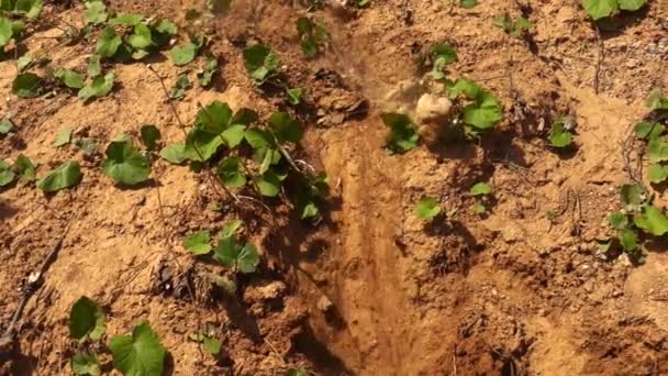 Lehm Fällt Aus Steinschlag Erdrutsch Von Der Tour Sonniger Sommertag — Stockvideo