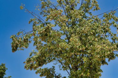 Sıcak bir günde, şehir parkında tropik bir ağaç.