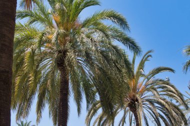 Sıcak bir günde, şehir parkında tropik bir ağaç.