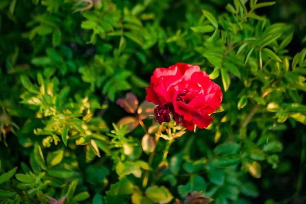 Belles Fleurs Jardin Sur Les Buissons Jardin Vert Par Une — Photo