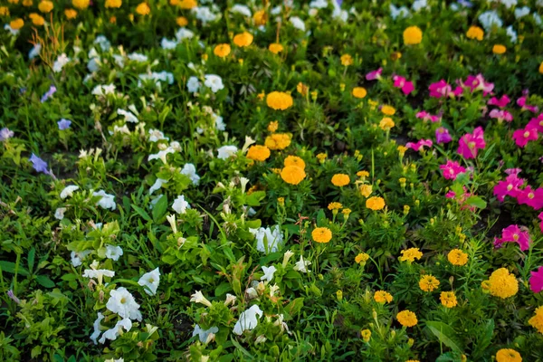 Schöne Gartenblumen Den Sträuchern Grüner Garten Einem Sonnigen Tag — Stockfoto