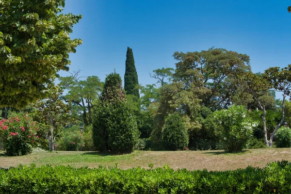 Conifere Una Giornata Sole Primaverile Parco Cittadino Maggio — Foto Stock
