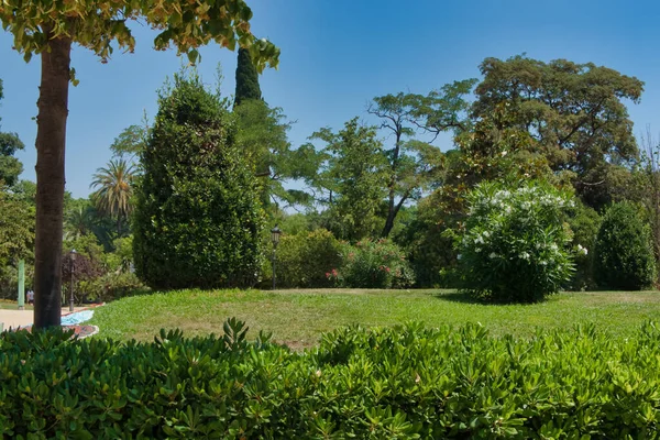 市内公園で春の晴れた日に針葉樹 — ストック写真