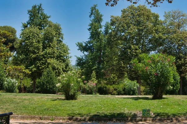 Conífera Dia Ensolarado Primavera Parque Cidade Maio — Fotografia de Stock