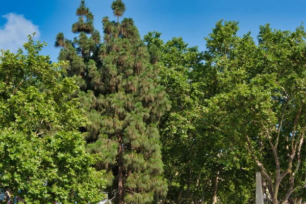 Tropische Boom Een Stadspark Een Warme Dag — Stockfoto