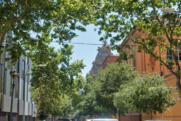 Arbre Tropical Dans Parc Urbain Par Une Journée Chaude — Photo