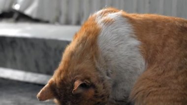 Beyaz-kırmızı renkli bir sokak kedisi cadde boyunca yürür. Kedinin kafasındaki yaralar. Gün