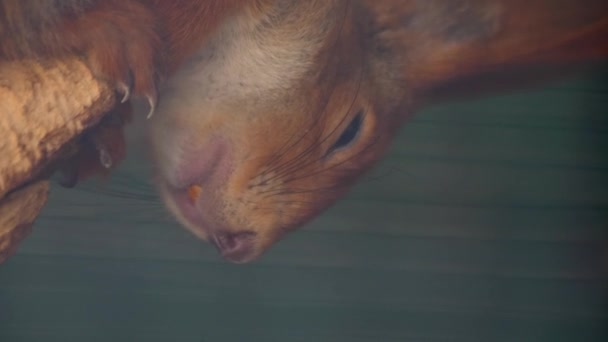 Σκίουρος Από Κοντά Ένα Ζωολογικό Κήπο Ένα Κλαδί Καλοκαίρι — Αρχείο Βίντεο