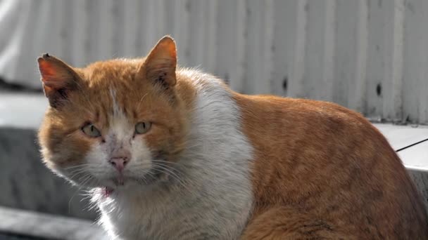 Gatukatt Vit Röd Färg Går Längs Gatan Sår Kattens Huvud — Stockvideo