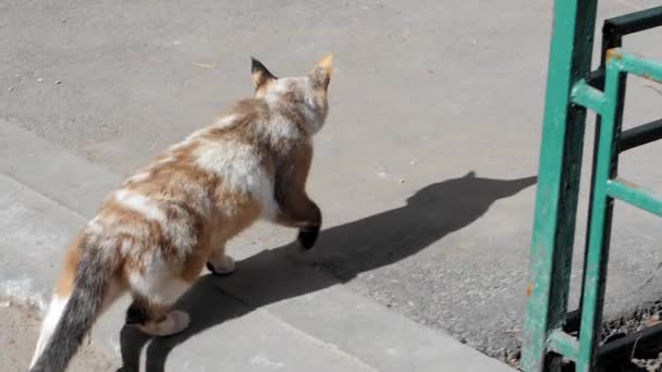 Gato Callejero Color Gris Blanco Camina Por Calle Día Verano — Vídeos de Stock