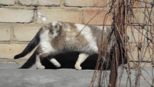 Un chat de rue gris-blanc marche le long de la rue. Jour d'été 