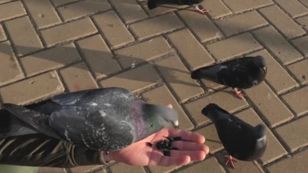 Man Feeds Pigeons His Hands Lot Pigeons Street Day — Stock Video