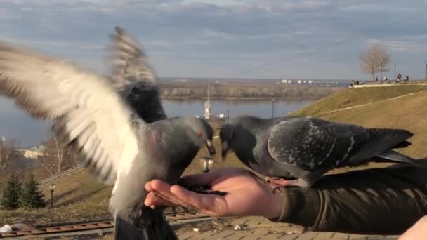 Człowiek Karmi Gołębie Rękami Dużo Gołębi Ulicy Dzień — Wideo stockowe