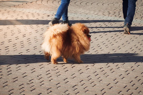 Kleiner Flauschiger Hund Läuft Einem Sonnigen Tag Die Straße Entlang — Stockfoto