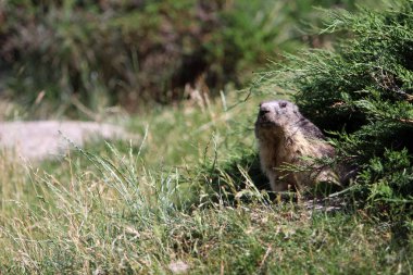 Alpler doğada bir sıçan