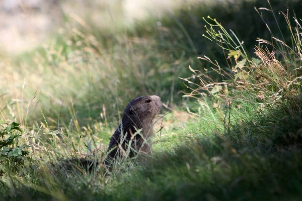Marmot in de natuur van de Alpen — Stockfoto