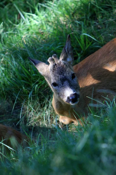 Little deer in Alps nature — Stock Photo, Image