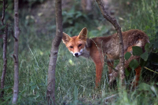 Red fox in de natuur van de Alpen — Stockfoto