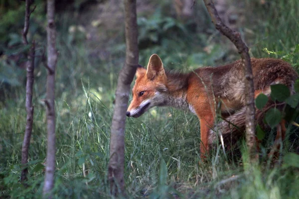 Red fox in de natuur van de Alpen — Stockfoto