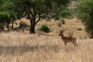 Genç Impala Tanzanya Safari