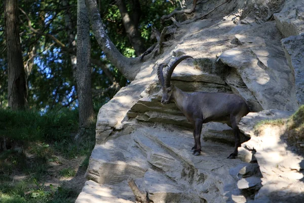 Steenbok in de natuur van de Alpen — Stockfoto