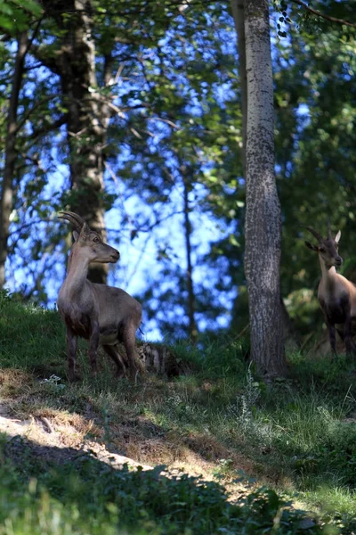 Steenbok in de natuur van de Alpen — Stockfoto