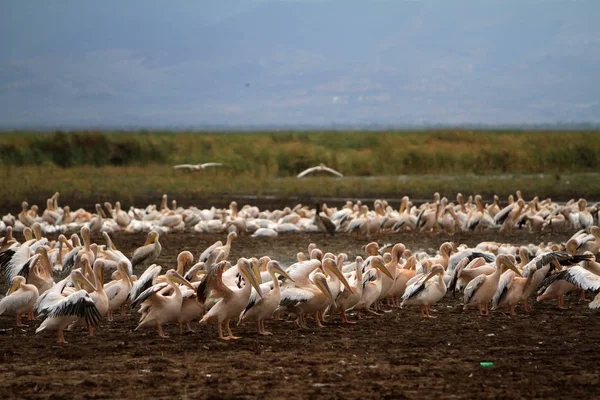 Пеликаны Озере Маньяра Танзания — стоковое фото