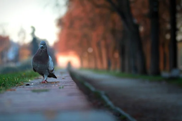 Autumn colors - the pigeon — Stock Photo, Image