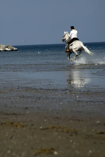 Paard op het strand — Stockfoto