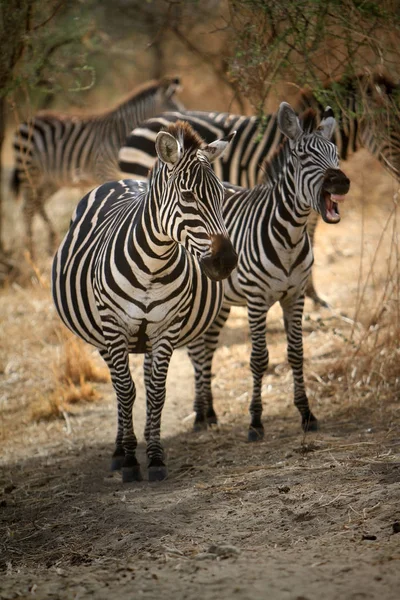Zèbres Sur Safari Tanzanie Image En Vente
