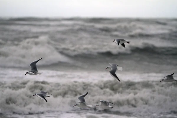 Mouettes dans le tourbillon Photos De Stock Libres De Droits