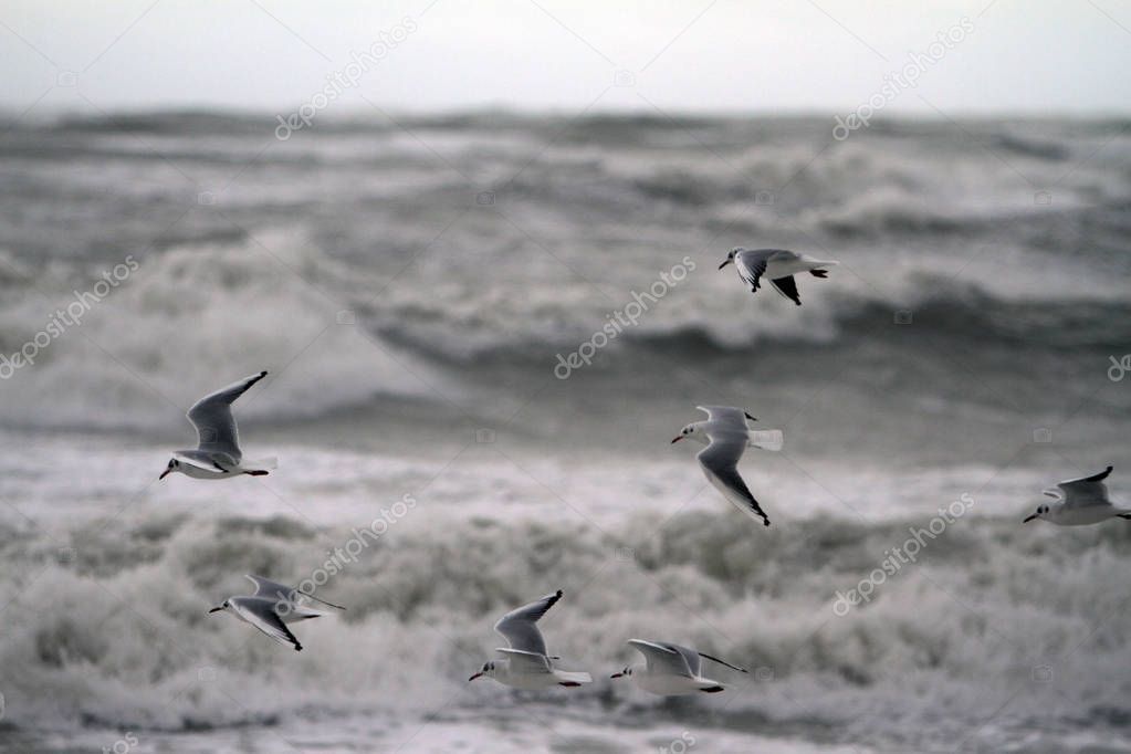 seagulls in the seastorm