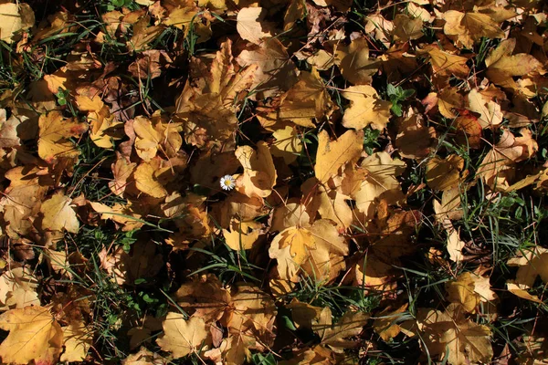 Temporada otoñal - hojas secas —  Fotos de Stock