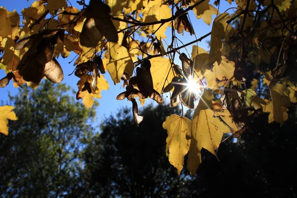 가 시즌-태양 및 건조 잎 — 스톡 사진