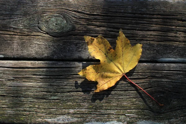 Temporada otoñal - madera y hojas secas —  Fotos de Stock