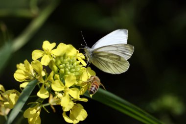 Sarı çiçekte beyaz kelebek