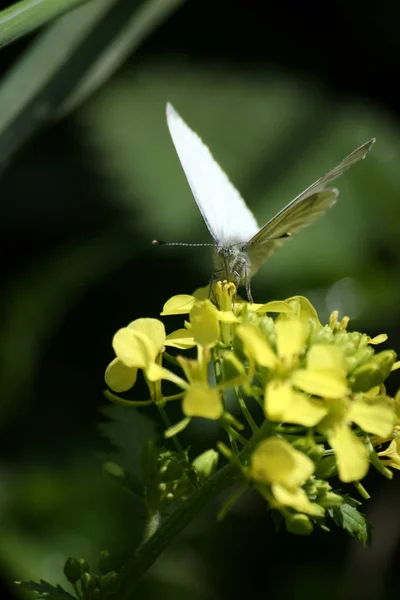 Mariposa Blanca Sobre Flor Amarilla — Foto de Stock