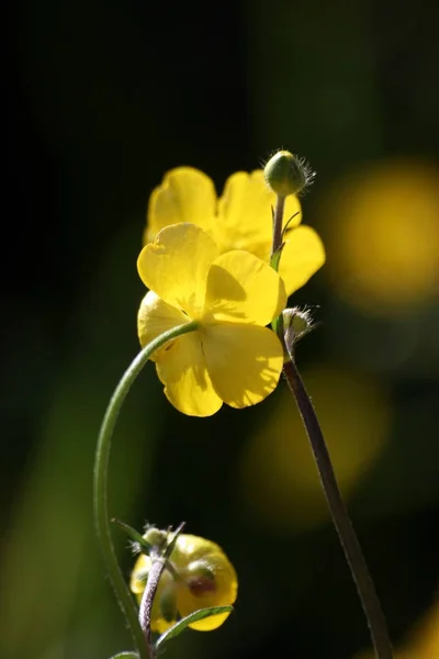 Makro Žlutý Květ — Stock fotografie