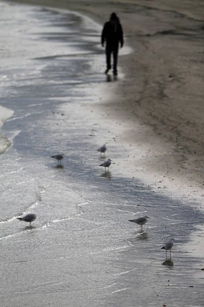 Réflexion Des Mouettes Sur Mer Adriatique — Photo