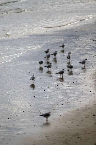 Réflexion Des Mouettes Sur Mer Adriatique — Photo