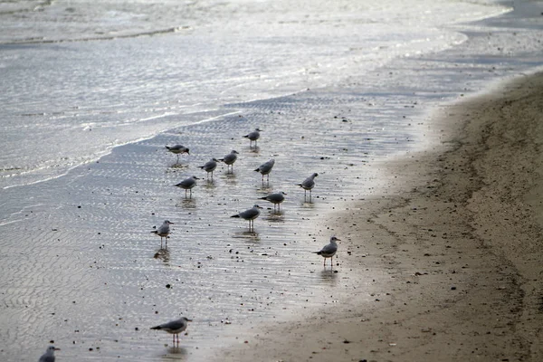 Reflejo Las Gaviotas Mar Adriático — Foto de Stock