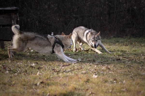 Loup Tchécoslovaque Dans Nature Sauvage — Photo