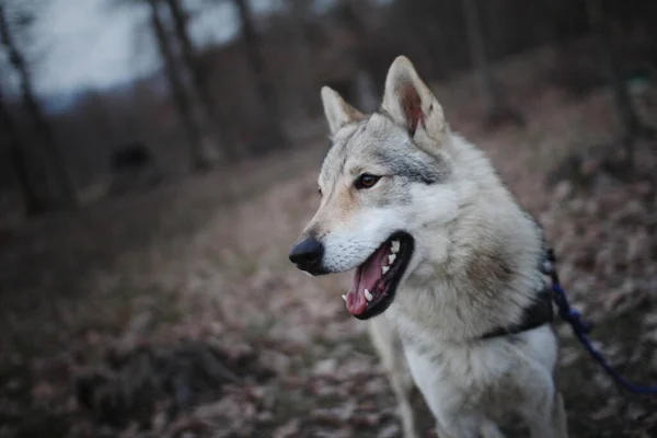 Τσεχοσλοβάκος Λύκος Στην Άγρια Φύση — Φωτογραφία Αρχείου