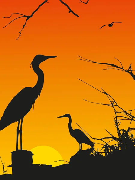 Silhouette d'une cigogne au coucher du soleil. Illustration vectorielle . — Image vectorielle