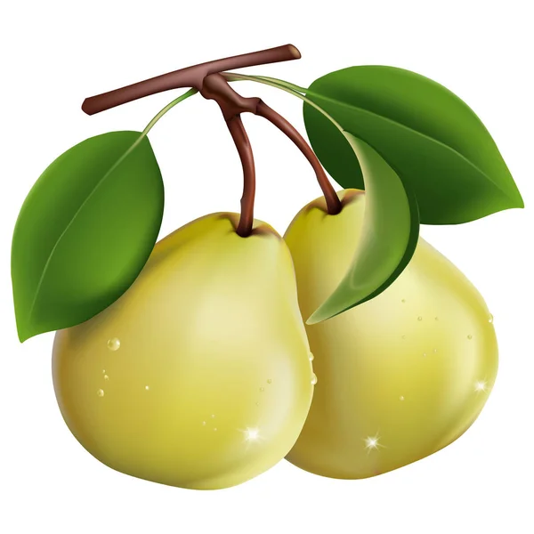 Vector illustration of two pears on a white background — Stock Vector